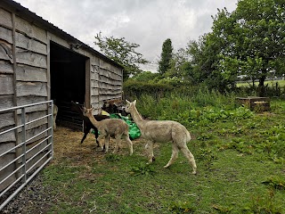 Somerset Alpaca Trekking