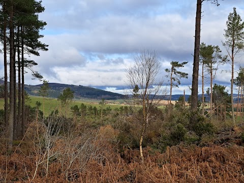 Whitehill Stone Circle