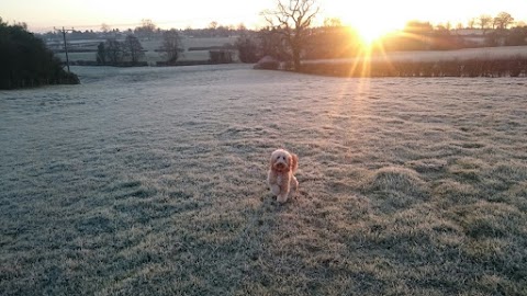 Mucky Mutts dog grooming