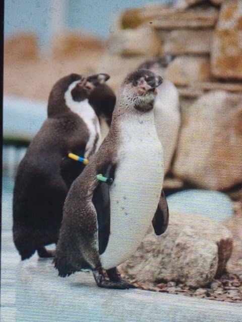 Penguin Feeding