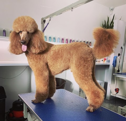 Pet Spa Essex - Dog Grooming & Pet Boutique in Brentwood, Essex