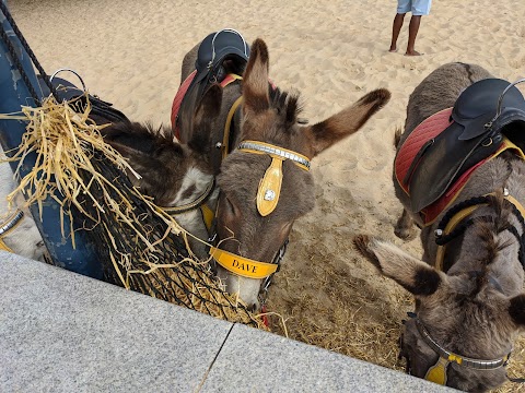 Parkers Donkey World