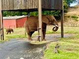 Elephants