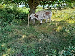 Hartlebury Common