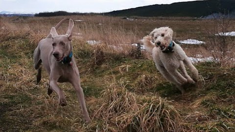 Campbells Walkies - Dog Walker in Musselburgh & East Lothian