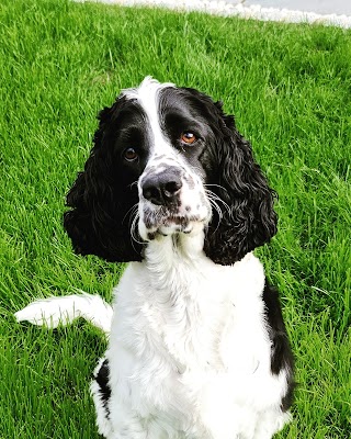 Paws Boarding Kennels