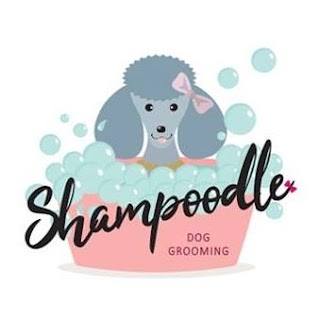 Shampoodle