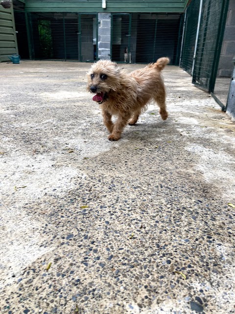 Ballinatone Boarding Kennels