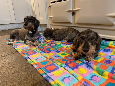 Black & Tan Dachshund Boarding