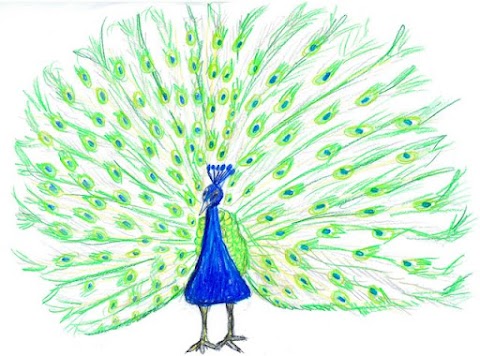 Green Feather Counselling, Psychotherapy and Hypnotherapy