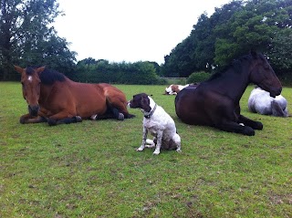 Pets 'n' Ponies