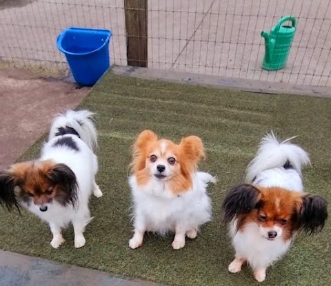 Little Lodgers Boutique Boarding Kennels