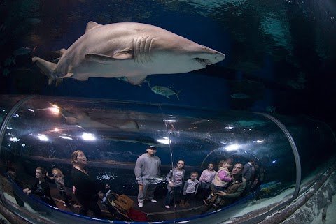 Blue Planet Aquarium