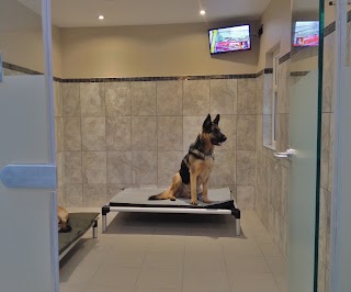 Audley Lodge Luxury Boarding Kennels / Pet Hotel