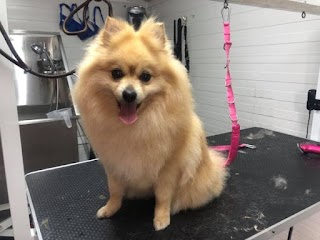 Dog's Grooming Salon