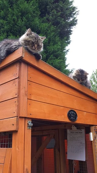 LINGFIELD LUXURY CATTERY. "FAB" Listed. Members of International Cat Care!