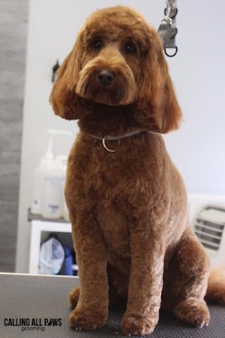 Calling all paws grooming Nottingham