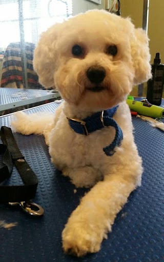 Style4Paws Professional Dog Grooming York