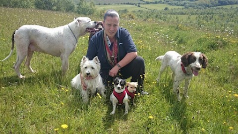 Happy Hounds Dog Walking Services