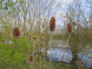 Summer leys