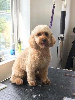 Barney's Dog Grooming