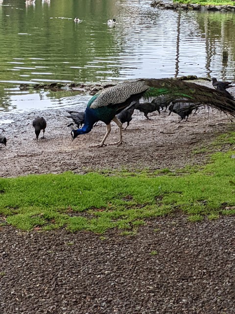 Fota Wildlife Park