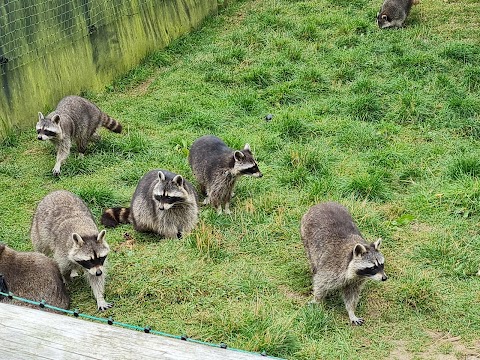 Northumberland Zoo