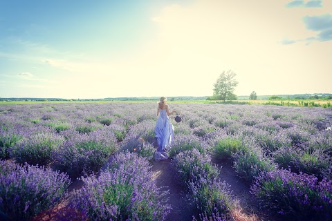 Lavender Stories