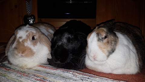 just4rabbits