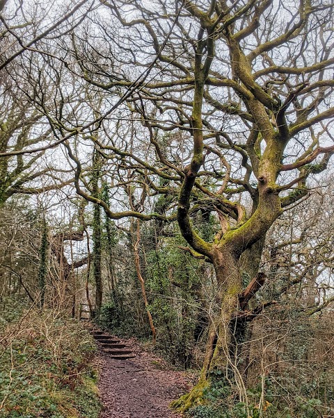 Longford Waterfall | Y Cwm