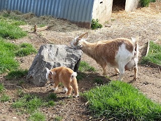 Bath City Farm