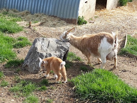 Bath City Farm