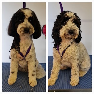 Woof to Wonderful, Dog Groomer