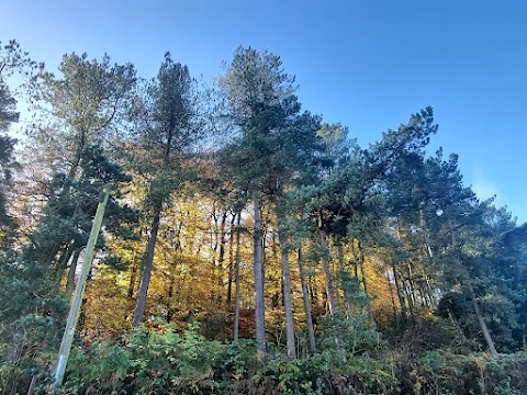 Nimmings Wood National Trust Car Park