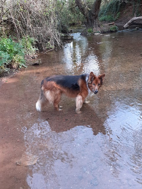 Dog Days - Dog walking, Barry