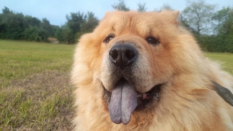 Happy Paws Leeds Dog Walks