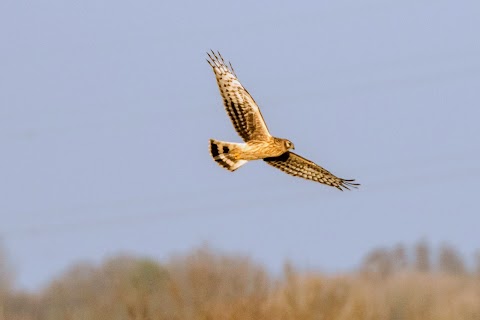 Lunt Meadows Nature Reserve