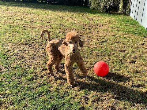 Perfect Paws (Melton Mowbray) Boarding Kennels & Cattery