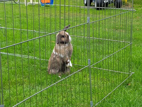 Bebington Boarding for Rabbits and Guinea Pigs