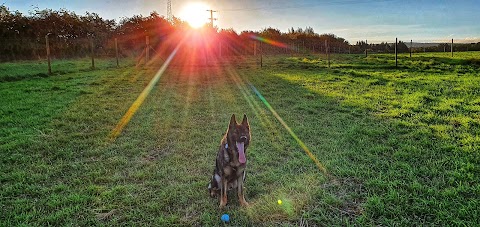 Run Free Dog Fields