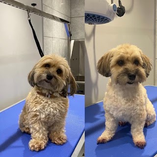 Wags & Bubbles Dog Grooming - Watford