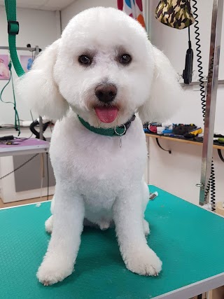 Ruff Cuts Dog Grooming Belfast