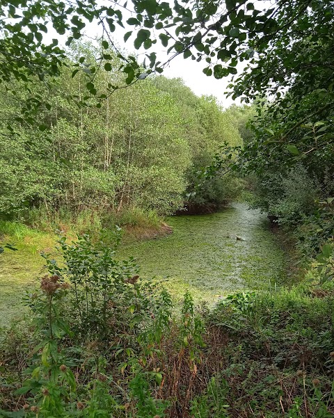 Mynydd Mawr Woodland Park