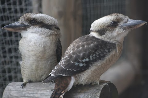 Kingsley Bird & Falconry Centre