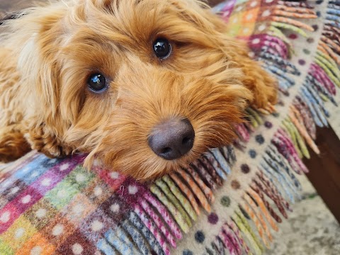 Pets at Home Bradford