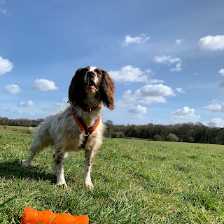 Kingston K9s (Dog Walking, Puppy and Dog Training - Spaniel and Doodle Specialist)