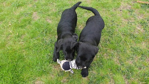 Perfect Paws (Melton Mowbray) Boarding Kennels & Cattery