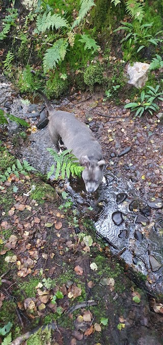 Water point for dogs