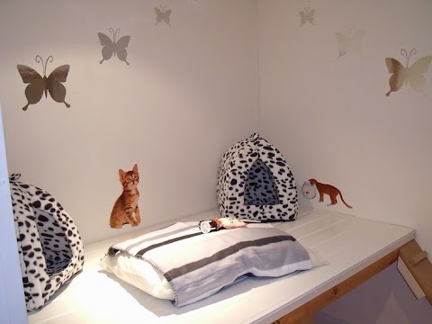 Aristocats Luxury Cattery