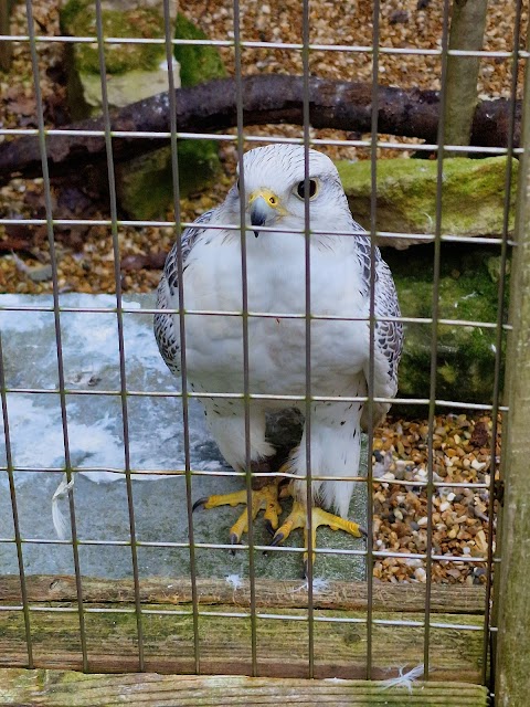 Haven Falconry Bird of Prey Centre